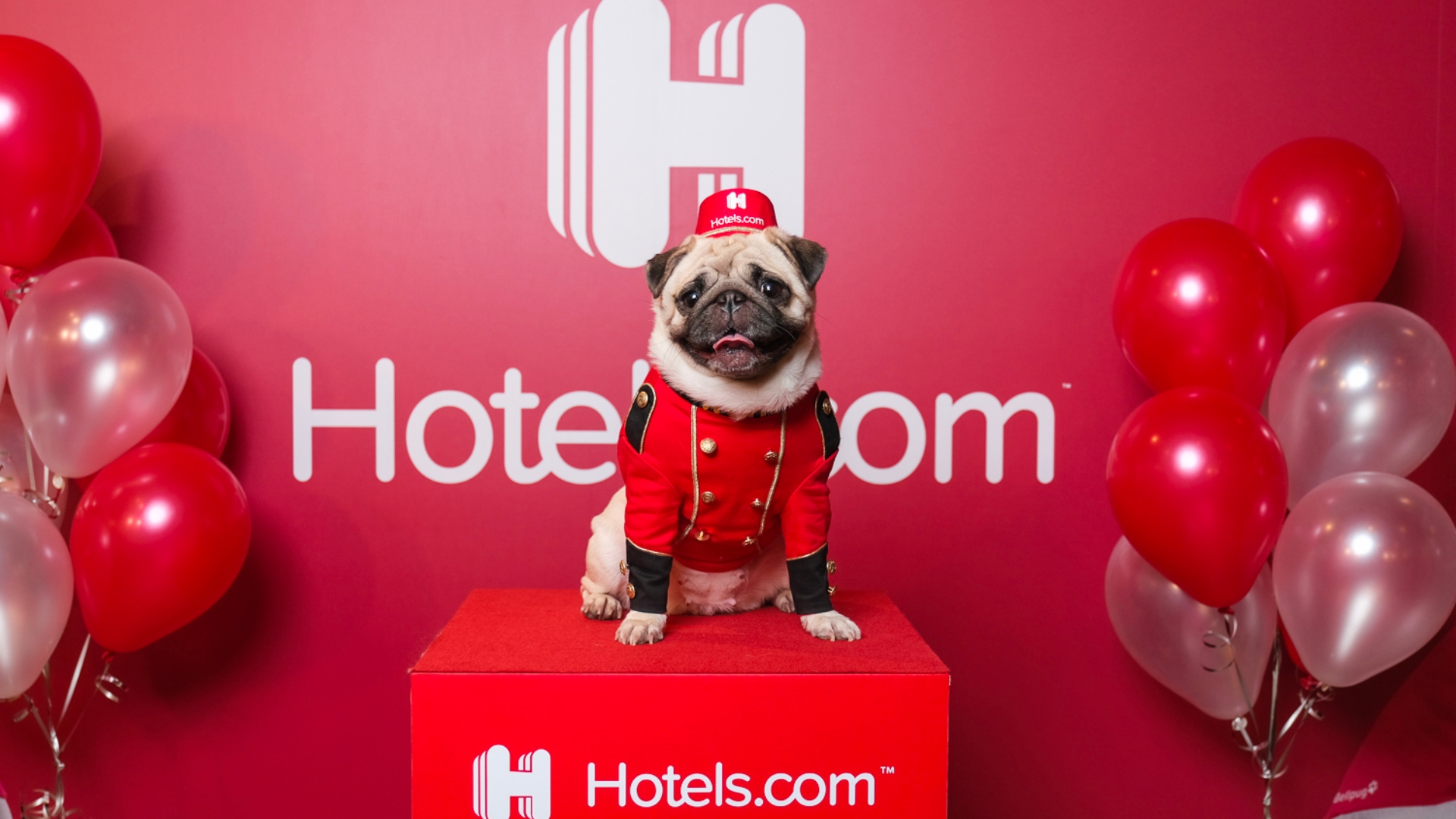 a puppy with hotel guard uniform standing on the red box, red ballon on the left and right side, and red wall background with hotels.com white logo on it